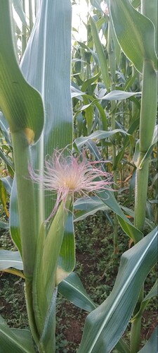 Screenshot_20250622_183908_Gallery