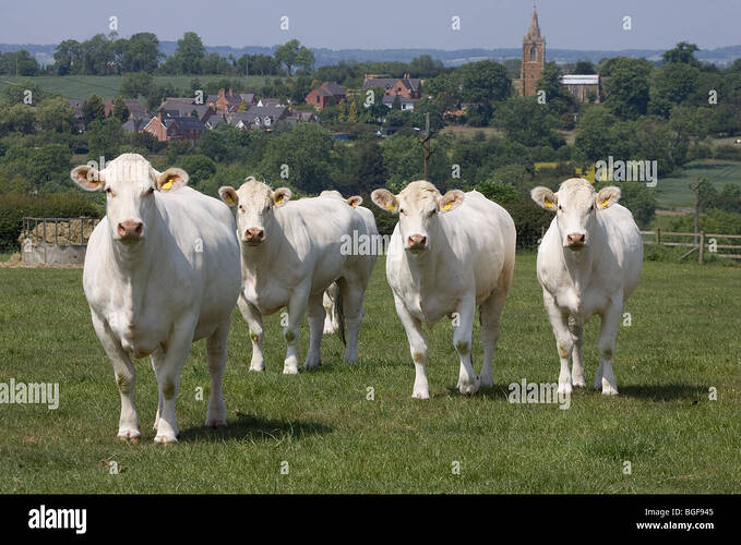 british-charolais-cattle-in-a-field-BGF945