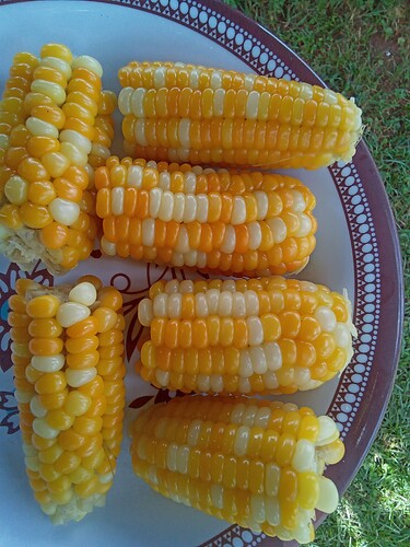 IMG_20240705_133445_113