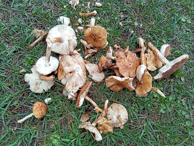 IMG_20260222_154255_242