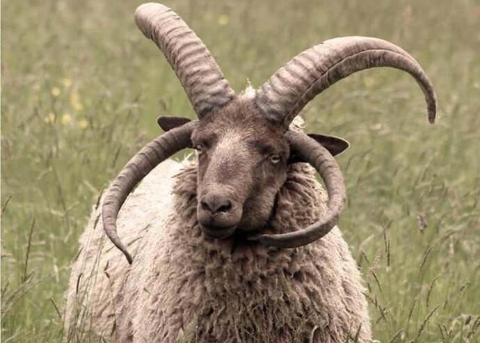 the-manx-sheep-of-the-isle-of-man-can-grow-up-to-6-horns-v0-a1p7wsc982de1