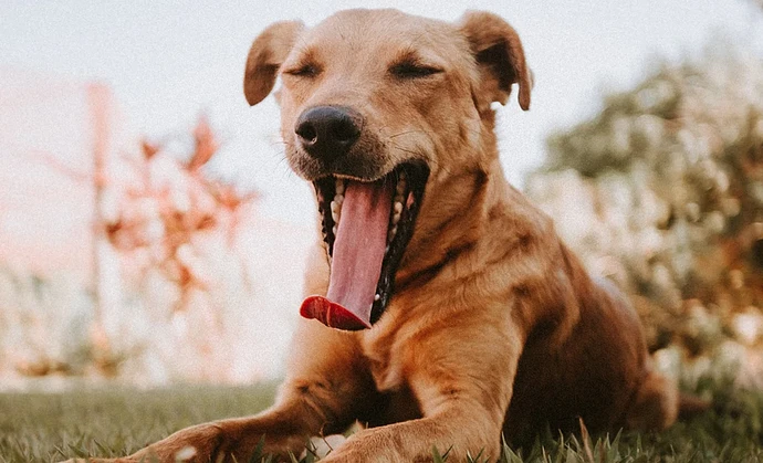 why-do-dogs-yawn
