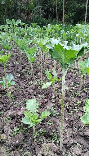 Sukuma Wiki
