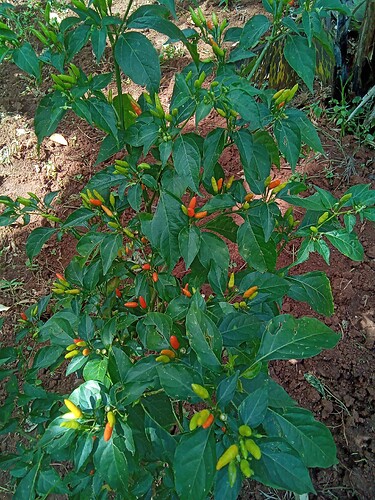 IMG_20240705_125012_439