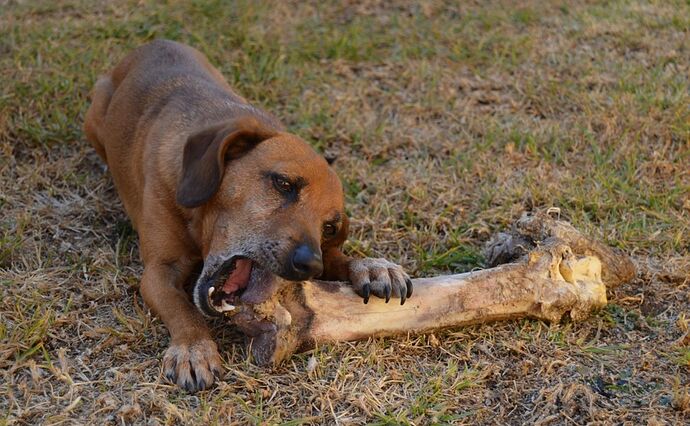 big-brown-dog-gnawing-on-a-big-bone-in-grass-yard-jpg-1024576690