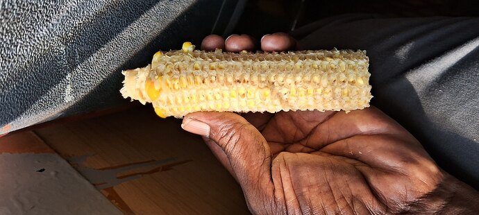 corn-maize-cob