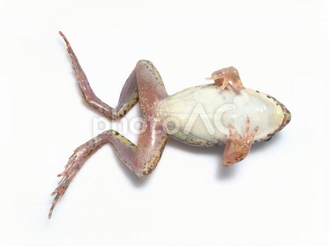 2d361fc989136619234d5caf932c6aea_w