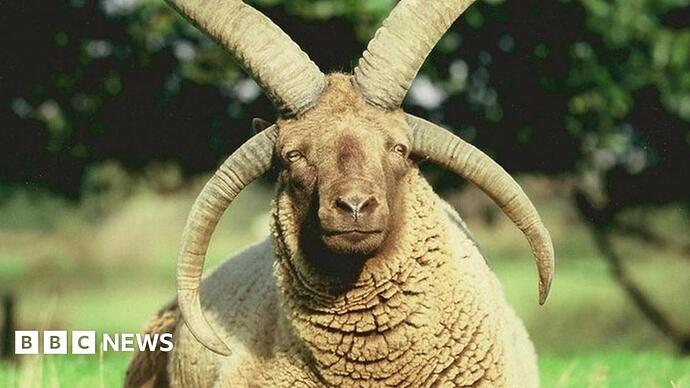 _96461137_manx_loaghtansheep_5