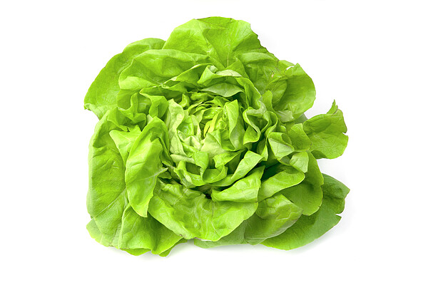 lettuce-fabrizio-troiani