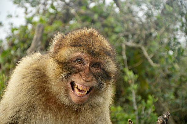 laughing-barbary-ape-gibraltar